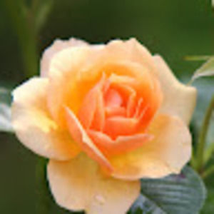 Meet your Posher, Karam